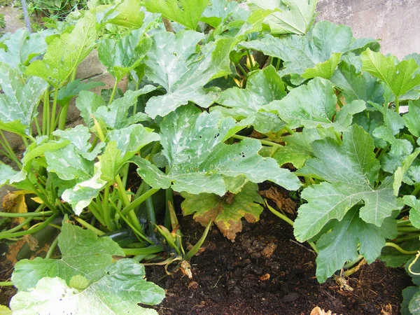 Marrow Zucchini Bed Organic Traditional Plant Cuisine Belarus — Stock Photo, Image