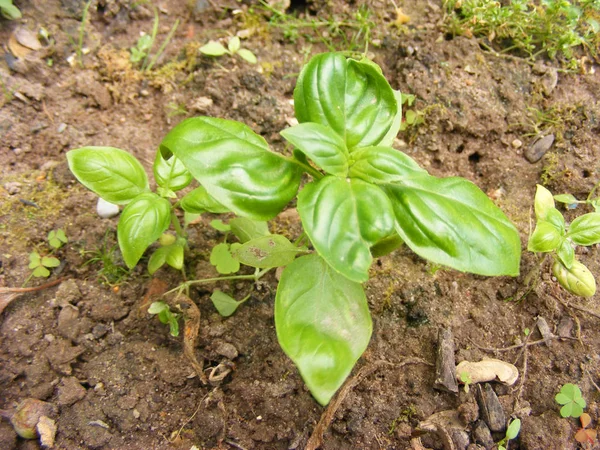 Planta Albahaca Verde Cama Orgánica Cerca — Foto de Stock