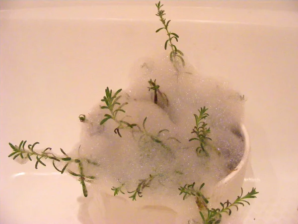 Wrestling Lavender Plant Spider Mites Organic Soap Foam — Stock Photo, Image