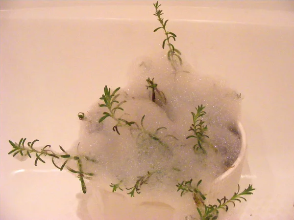 wrestling lavender plant of spider mites by organic soap foam