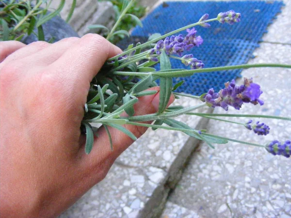 Kızın Elinde Organik Lavanta Bitki — Stok fotoğraf