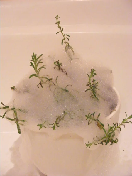 wrestling lavender in home of spider mites by organic soap foam vertical photo