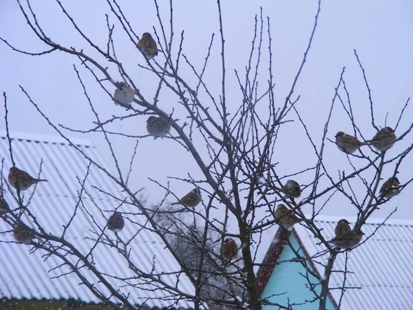 Sparrows Snowy Tree Village Winter Landscape — Stock Photo, Image