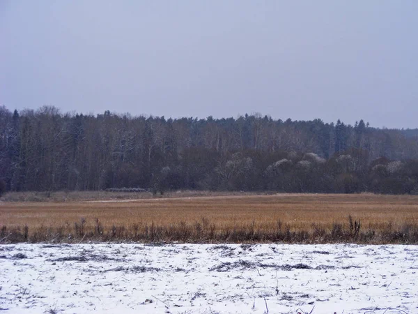 Сельскохозяйственное Поле Беларуси Зимнее Изображение Ледяной Лес Пейзаж Сказочных Лесов — стоковое фото