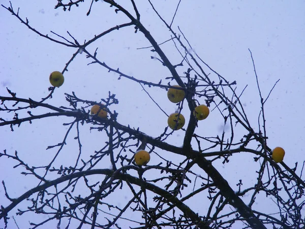 Árvore Maçãs Inverno Rústica Outono Livre Maçãs Conceito — Fotografia de Stock