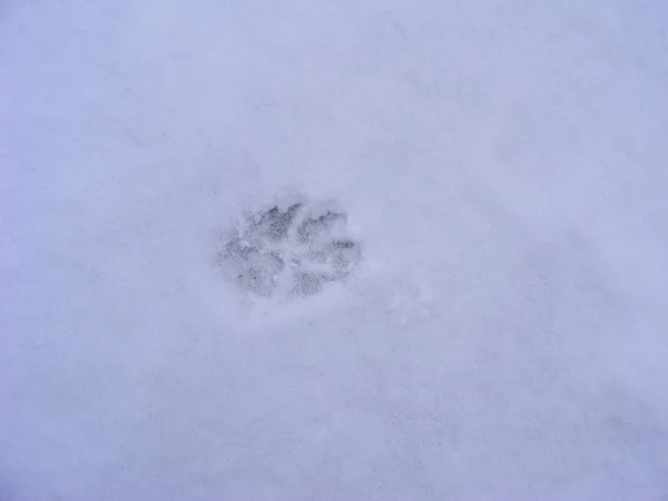 Wolf Track Snowy Background Hunting Target Dog Pet Outdoor Stock Picture