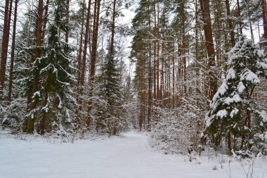 Vahşi ayaz orman manzara. Çam dalı. Rus kış. Beyaz Rusya manzara