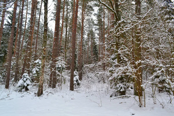 Deep Winter Forest Landscape Cold Season Pine Branch Russian Winter — Stock Photo, Image