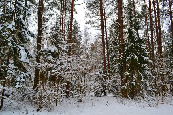Belarus Winter Landscape Beautiful Deep Pine Forest Christmas Winter Concept — Stock Photo, Image