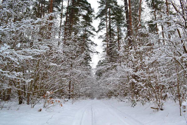 Deep Winter Forest Landscape Road Cold Season Pine Branch Belarus — Stock Photo, Image