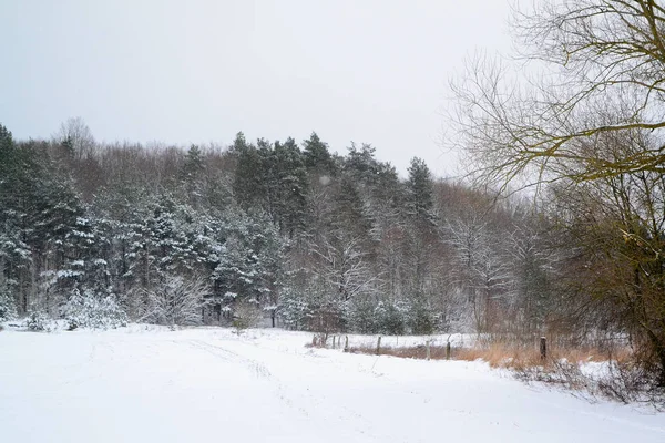 Winter Landscape Belarus Frosty Forest Snowy Field — Stock Photo, Image