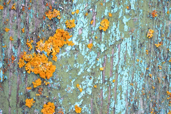 Surface Craquelée Bois Vieilli Couleur Sarcelle Turquoise Avec Des Éléments — Photo