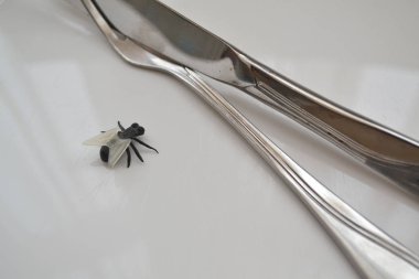 Concept of diet or worms: closeup of fly on plate