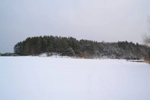 Pine Forest Winter Winter Forrest Scene Cold Season Belarus Winter — Stock Photo, Image