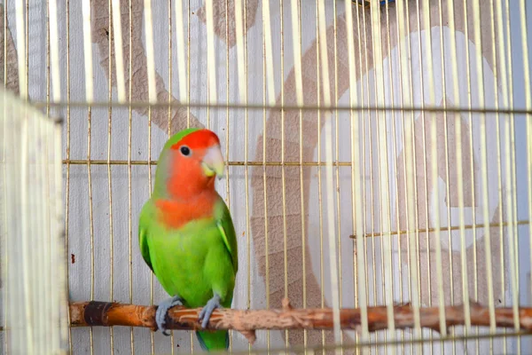 Lovebird in open cage. Love/romance concept. Parrot tropical bird.