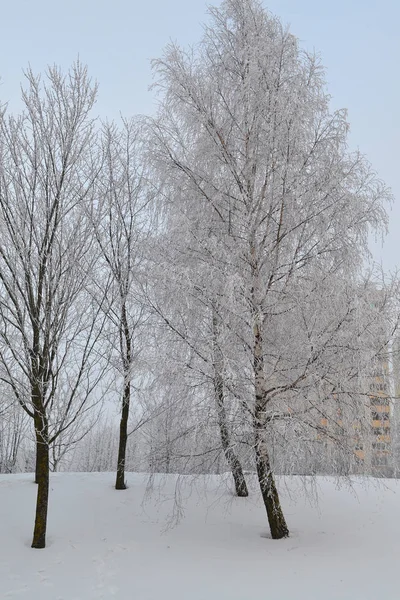 Frostiga Stadslandskap Frostiga Natursköna Vintersemester Staden Vinterlandskap Vintern Staden Vertikal — Stockfoto