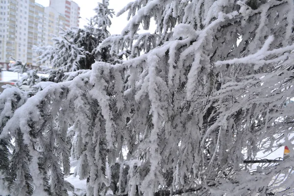 Abeto Fundo Branco Perto Parque Natural Inverno Frio Tempo — Fotografia de Stock