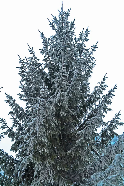 Weihnachtsbaum Blautanne Oder Kiefer Verschneiter Weihnachtspark Verschneiter Winter Freien Gemütlicher — Stockfoto