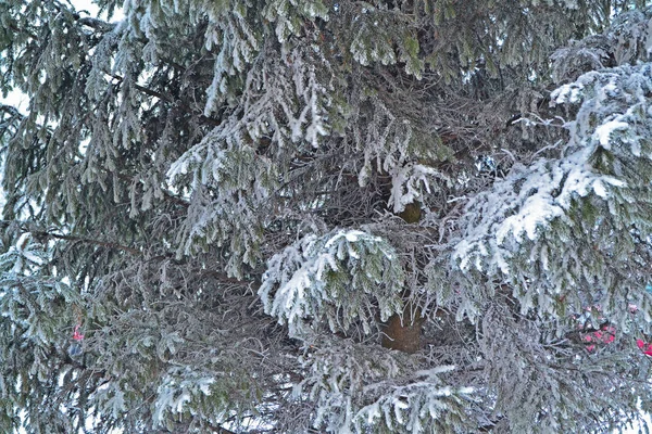 Arbre Feuilles Persistantes Une Branche Pin Saison Hivernale Gel Concept — Photo