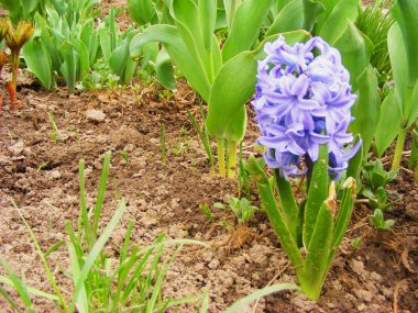 Alan mavi sümbül ile tam