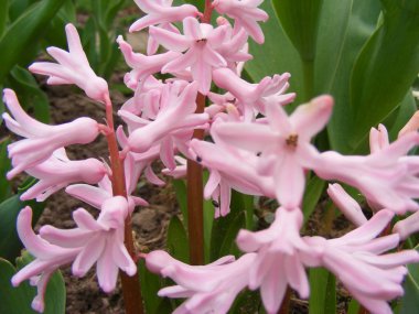 Pembe sümbül çiçekleri arka kapatmak