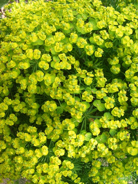 Vaste Plant Een Tuin Verticale Achtergrond — Stockfoto