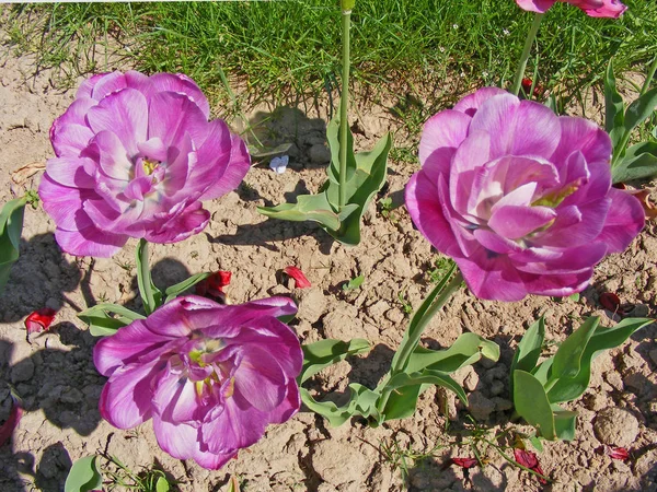 Die Blühenden Violetten Und Violetten Tulpen Frühling Sonnigen Tagen — Stockfoto