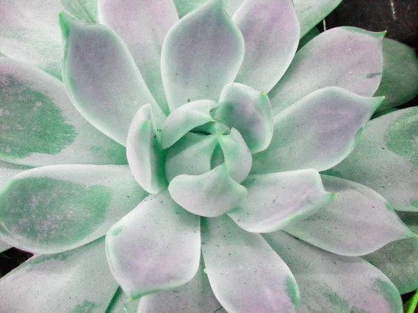Крупный План Суккулентных Цветов Растений Фиолетовыми Лучами — стоковое фото