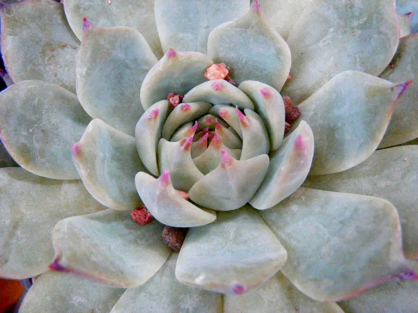 Macro Une Plante Succulente Bleu Violet Violet — Photo