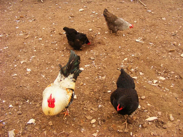 Various Free Range Chickens Feeding Farm — Stock Photo, Image