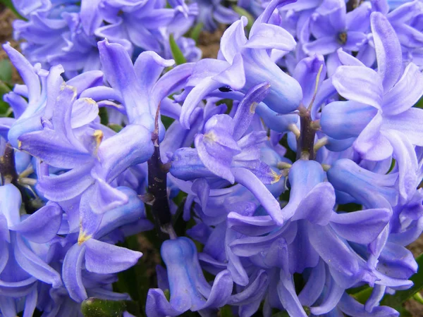 Kék Jácint Makró Virágos Háttérkép — Stock Fotó