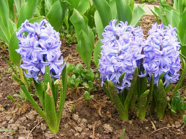 Fältet Violett Blå Hyacinter — Stockfoto