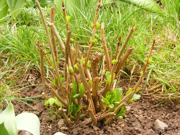 春天花园中的蓝绣球花灌木 绿色绣球花植物 — 图库照片