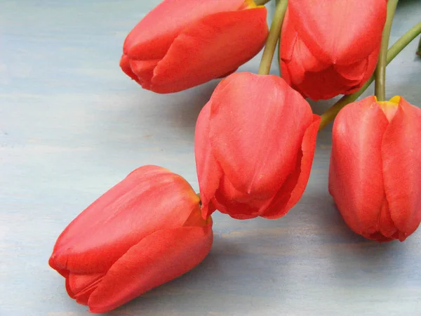 ดอกท แดงฤด ใบไม นสดใสบนพ นหล งไม อนท าเนา — ภาพถ่ายสต็อก