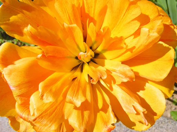 Macro Tulipa Amarela Dia Ensolarado Close Uma Tulipa Laranja Sol — Fotografia de Stock