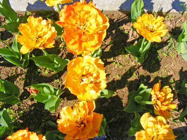 Orange Tulpen Hintergrund Sonnigem Tag — Stockfoto