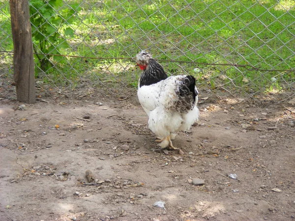 Beige Hen Breed Brama Decorative Breeds Chickens — Stock Photo, Image