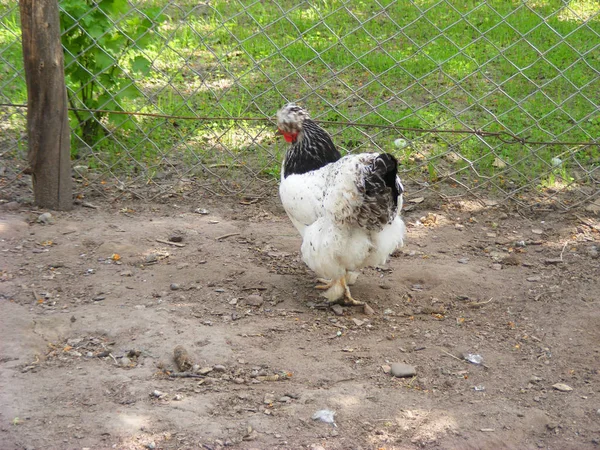 Gallina Beige Raza Brama Las Razas Decorativas Los Pollos — Foto de Stock