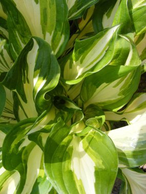 Hosta with green and white leafs vertical view clipart