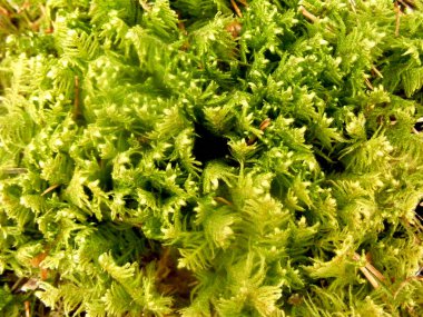 Orman yeşil duvar kağıdı yosun closeup