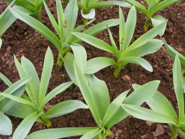 Baharda büyüyen yeşil sarımsak Holland sarımsak Bahçe bitkiler, yaprakları