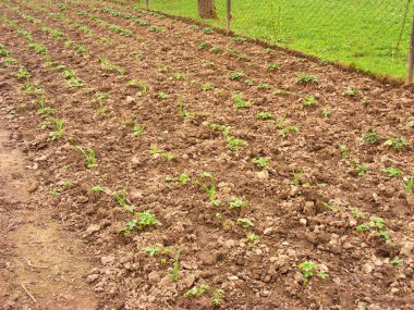 Çilek ve bahar bahçe, çilek bahçede büyüyen çalılar sarımsak ile yataklar