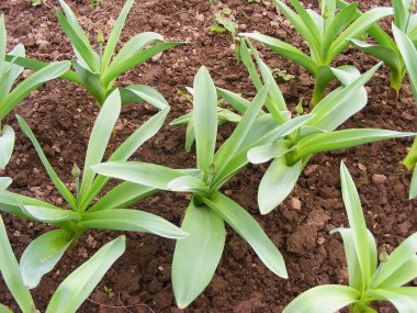 satırda bir bahçe büyüyen holland sarımsak bitki