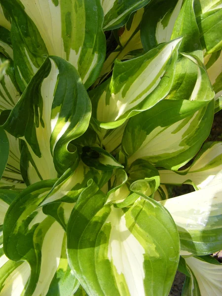 Hosta Avec Vue Verticale Sur Les Feuilles Vertes Blanches — Photo