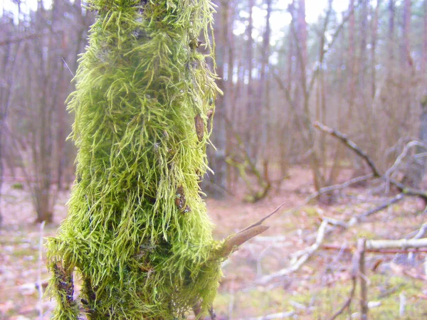 Fechar Musgo Verde Crescendo Ramo Árvore Velha Floresta Escura Cartão — Fotografia de Stock