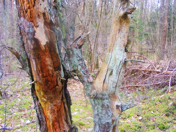 Vieux Pin Dans Forêt Avec Une Harmonie Colorée Relief Texturel — Photo