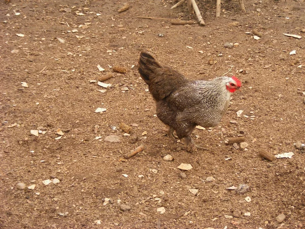 Broiler Horoz Tavuk Bahçedeki — Stok fotoğraf