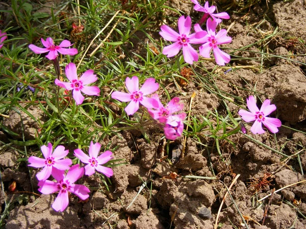 Group of violet and pink flowers Silene acaulis
