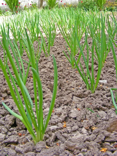 Plantação Cebola Horta Vista Vertical — Fotografia de Stock