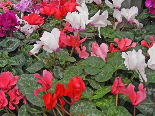 Close Van Rode Roze Paars Violet Witte Cyclamen Bloemen Natuurlijke — Stockfoto